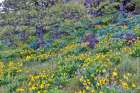Oregon. Rowena Crest above Columbia River, springtime balsamroot and lupine blooming along trail Art Print
